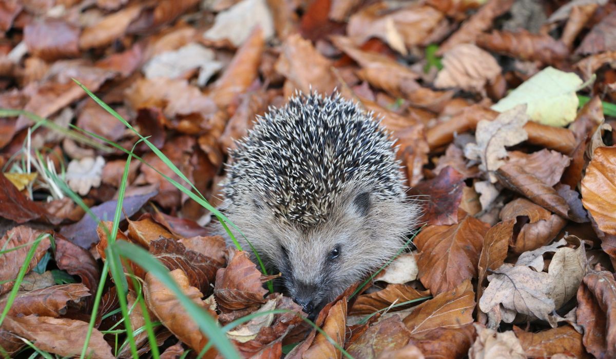 Identifying Wild Garlic and Its Common Lookalikes