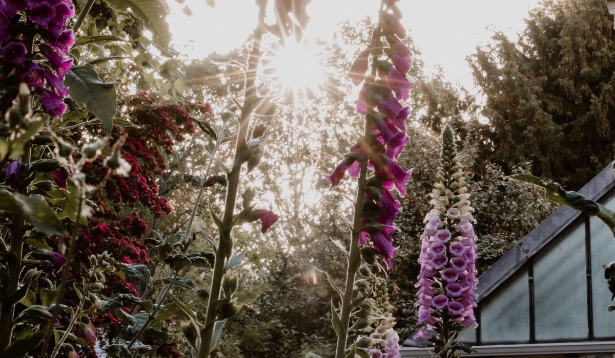 Making Home-Made Preserves from Glut Crops