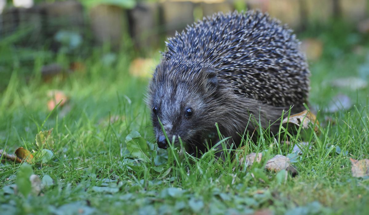 Planning a Gentle Countryside Walk for All Ages