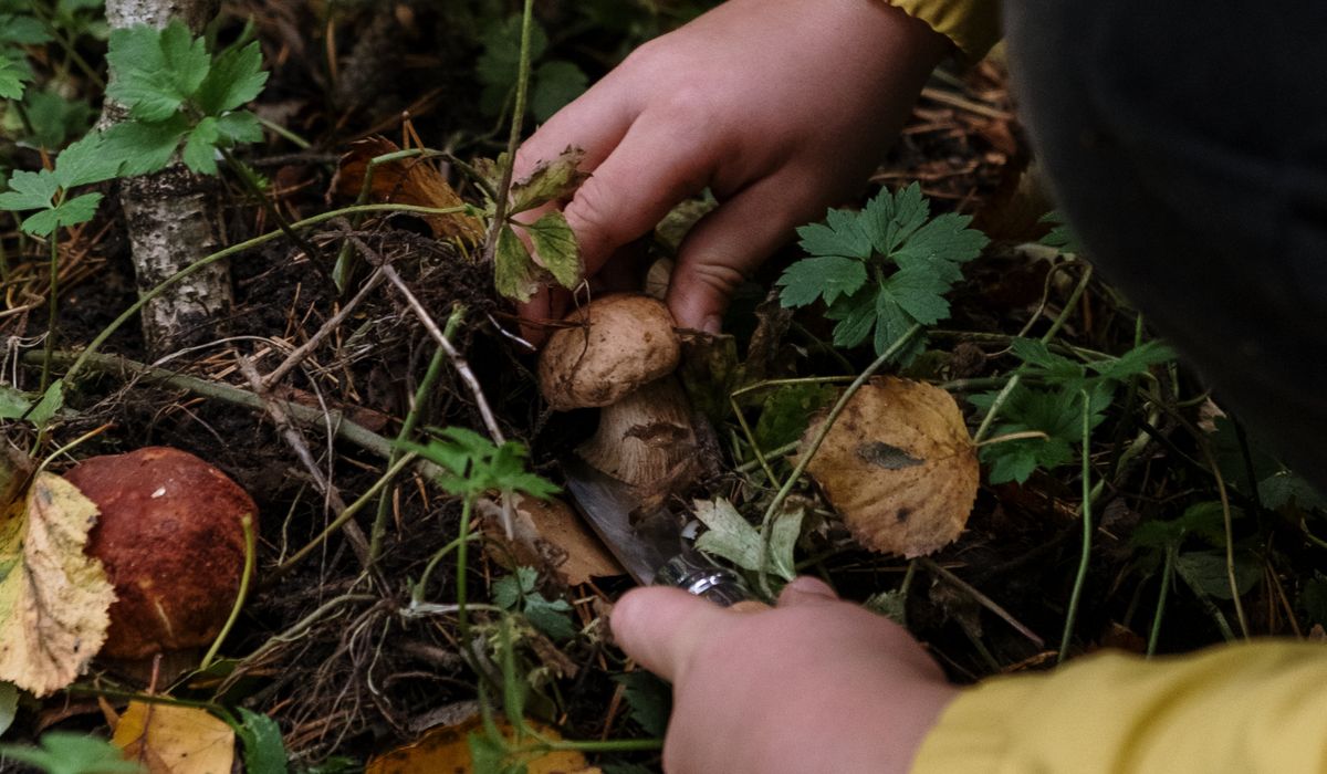 Seasonal Jobs in the Garden Through the Year