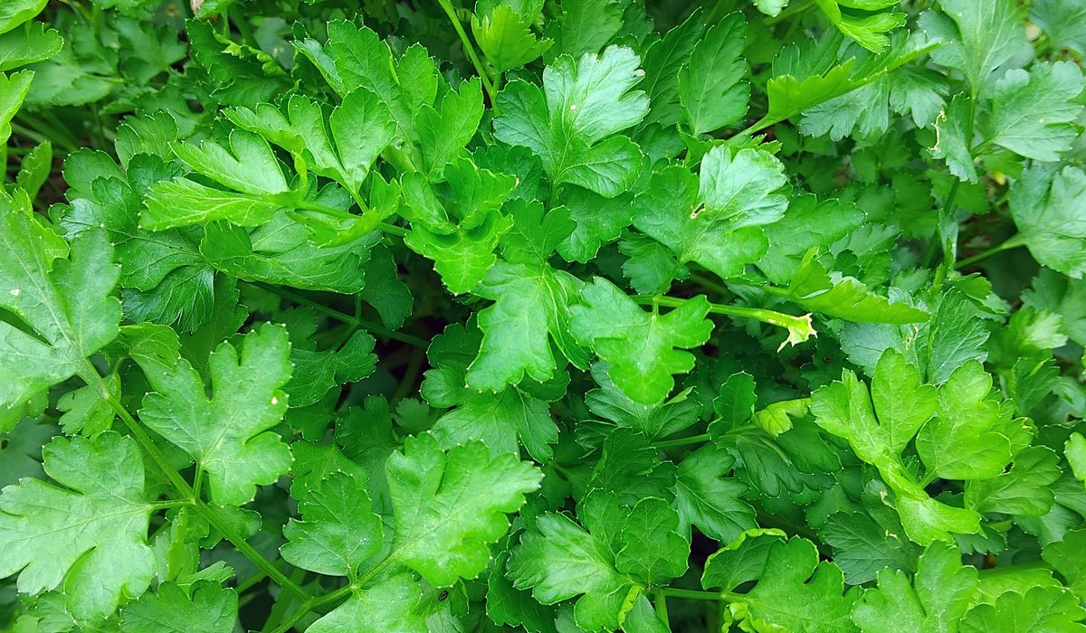 Weaving a Willow Basket for Garden Harvests